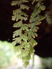Hymenophyllum capillare
