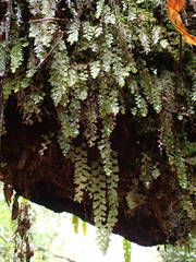 Hymenophyllum capillare