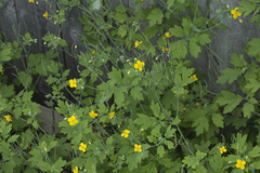 Chelidonium asiaticum