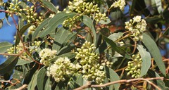 Eucalyptus fasciculosa