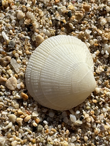 Ctena bella observed 2026-04-29