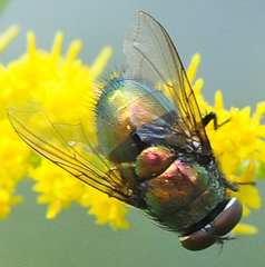 Lucilia illustris