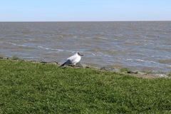 Chroicocephalus ridibundus