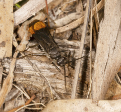 Calopompilus raptor
