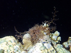 Astrocladus goodingi