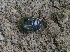 Adomerus biguttatus