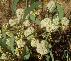 Eucalyptus fasciculosa