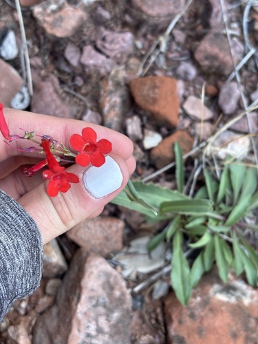 Penstemon utahensis, photograph 4
