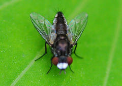 Metopia argyrocephala