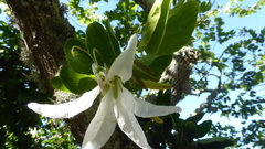 Bauhinia bowkeri