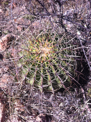 Ferocactus histrix