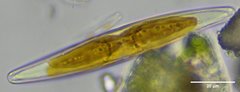 Gyrosigma acuminatum