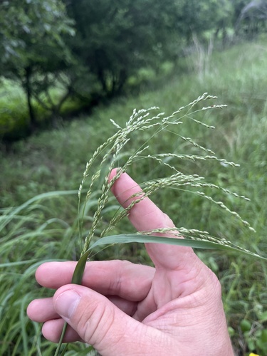 Panicum coloratum observed 2026-04-29