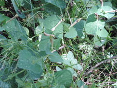 Aristolochia lutea
