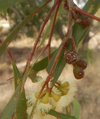 Eucalyptus odorata