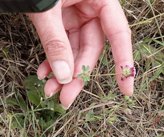 Trifolium gracilentum, photograph author not stated, no rights reserved