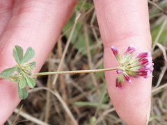 Trifolium gracilentum, photograph author not stated, no rights reserved