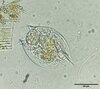 Lepadella cryphaea - Photo (c) paul_dennehy, some rights reserved (CC BY-NC), uploaded by paul_dennehy