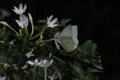 Jasminum angulare