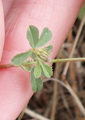 Trifolium gracilentum, photograph author not stated, no rights reserved