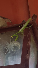 Stagmatoptera septentrionalis