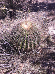 Ferocactus histrix