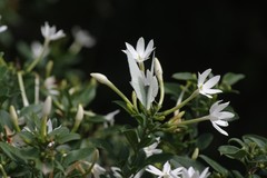 Jasminum angulare