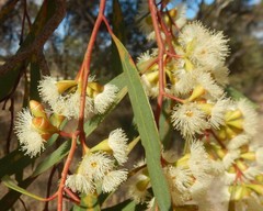 Eucalyptus odorata