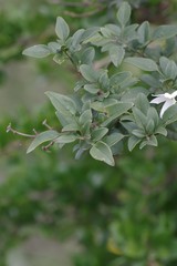 Jasminum angulare