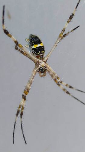 Silver Garden Orbweaver