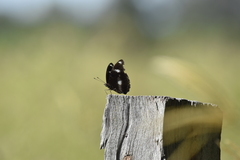 Hypolimnas bolina nerina