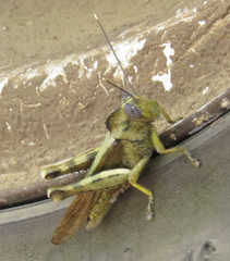 Abisares viridipennis
