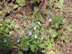 Viola arvensis arvensis