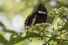 Hypolimnas bolina nerina