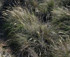 Pentameris eriostoma