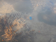 Pomacanthus annularis