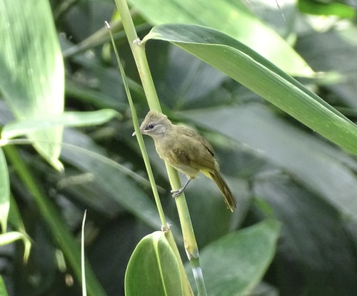 Flavescent Bulbul (Pycnonotus flavescens), photo 5