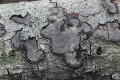 Biscogniauxia nummularia