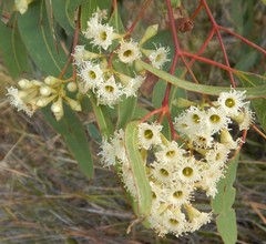 Eucalyptus fasciculosa