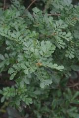 Hippobromus pauciflorus