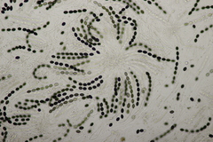 Biscogniauxia nummularia