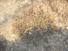 Heteractis