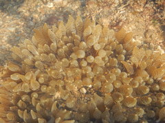 Heteractis