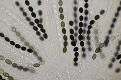 Biscogniauxia nummularia