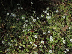 Cerastium ligusticum
