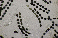 Biscogniauxia nummularia