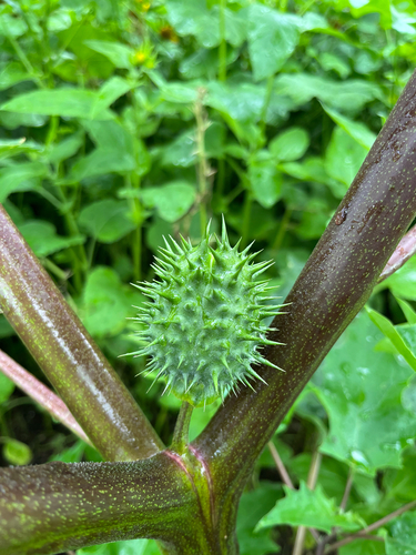 Datura stramonium observed 2026-04-29