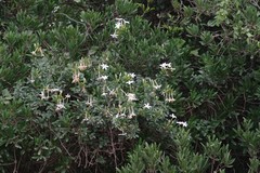 Jasminum angulare