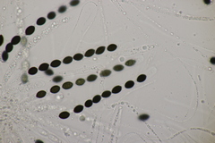 Biscogniauxia nummularia