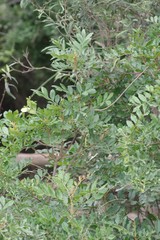 Hippobromus pauciflorus